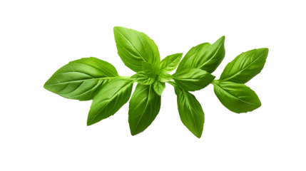 Fresh organic green basil leaf transparent png background. Basil leaves png