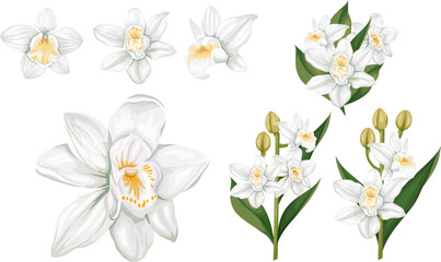 Vector realistic set. White orchids, flowers and leaves on white background, branches with flowers buds and leaves. Flowers isolated on white background . Vector illustration