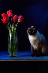 Mekong bobtail cat with a bouquet of red tulips on dark on a blue background