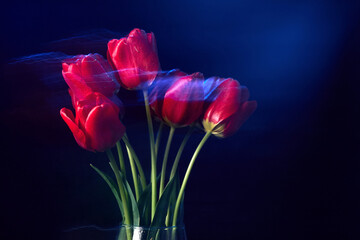 A bouquet of tulip flowers against dark blue background with shining blue light