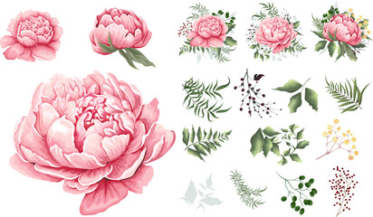 Large vector floral set. Separate flowers of pink peonies isolated on white background. Plants, leaves and berries. Compositions of flowers, plants and berries. Set of elements for wedding design