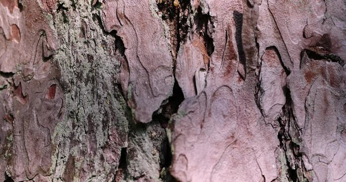 multilayer bark of an old pine close-up, details of the trunk of an old pine with bark of brown shades