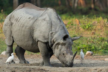 Fototapeta premium Rhinoceros of Jaldapara National Park