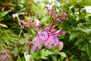 Mount Tanigawa is One of Japan’s famous 100 mountains. Mount Tanigawa, Tanigawadake is a craggy, rugged mountain found on the border of Gunma and Niigata prefectures in northern Minakami.