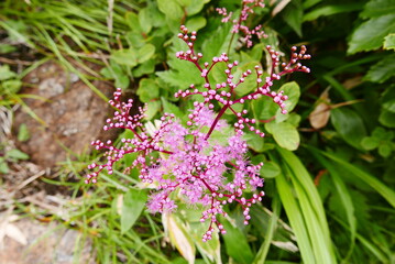Mount Tanigawa is One of Japan&rsquo;s famous 100 mountains. Mount Tanigawa, Tanigawadake is a craggy, rugged mountain found on the border of Gunma and Niigata prefectures in northern Minakami.