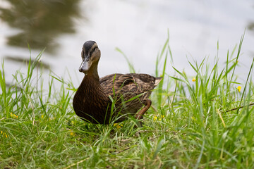 The duck is walking in the grass