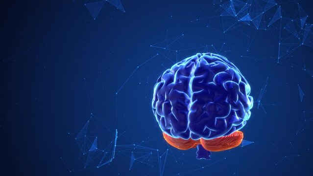 The plexus in the brain where thought occurs 