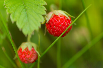 Wild strawberry plant with green leafs and ripe red fruit - Fragaria vesca.Ripe red fruits of strawberry plant