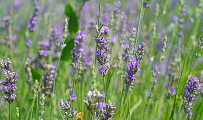 macro shot of lavender plant in lavender garden