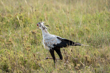 Secretarybird is a large bird of prey found in East Africa. Taken in Serengeti, Tanzania