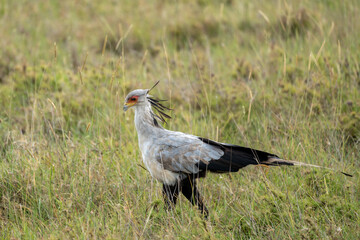 Secretarybird is a large bird of prey found in East Africa. Taken in Serengeti, Tanzania