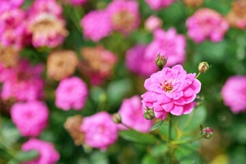 flower, 네이처, 분홍, 장미