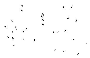 png flock of pigeon birds flying on clear background
