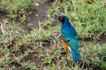 Blue-bellied Roller bird on the grass, in Serengeti National Park Tanzania