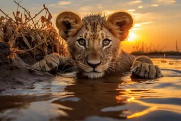 Fotobehang A young lion cub in a muddy puddle at sunset © Florian