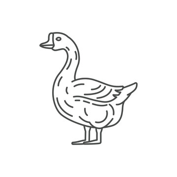 Farm animal goose line icon design. Goose illustration. Domestic animal icon vector editable stroke. Goose line icon.