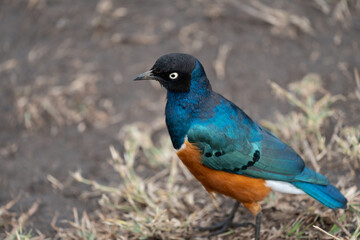 Angry looking blue-bellied roller bird in Serengeti, Tanzania, selective focus on head