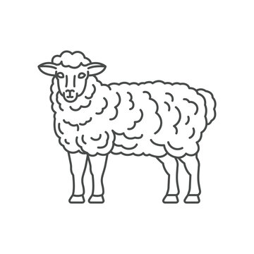 Farm animal Sheep line icon design. Sheep illustration. Domestic animal icon vector editable stroke. Sheep line icon.