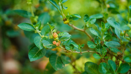 Indian ginseng, poison gooseberry, or winter cherry plant. Ashwagandha known as Withania somnifera. An Evergreen herb in the Solanaceae or nightshade family. Ayurvedic medicine. Healthcare