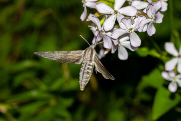The butterfly sphinx Pine hawk-moth (Hyloicus pinastri) fly and sucks nectar from the flowering Soapwort (Saponaria officinalis)flowers. Moths. Latvia