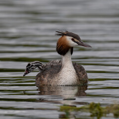 Great Crested Grebe and its young chick out for a swim in Home Park