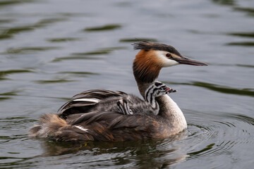 Great Crested Grebe and its young chick out for a swim in Home Park