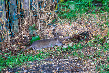 A Norway rat peeks out from behind an old wooden fence