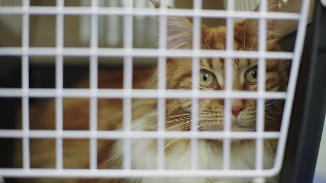 The big cat sits almost awkwardly in the carrier. Examination of a pet in a veterinary clinic. High quality 4k footage