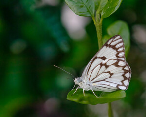 A Pioneer White Butterfly