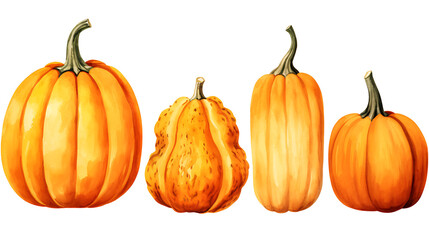 Different types of pumpkin set transparent png background. Pumpkin vegetables png bundle