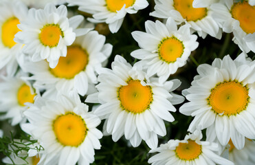 Obraz premium bouquet of daisies