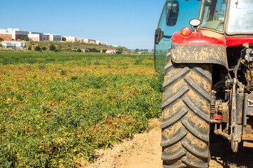 Tractor agrícola en primer plano, con un campo de cultivo de tomate detrás en un día soleado.