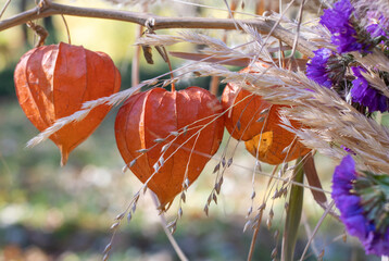 Autumn bouquet of red physalis and field herbs. Wild not edible fruits form physalis alkekengi family nightshade. Composition of dried bright orange flowers. Plant called bubble or chinese lantern.