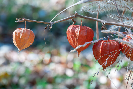 Autumn bouquet of red physalis and field herbs. Wild not edible fruits form physalis alkekengi family nightshade. Composition of dried bright orange flowers. Plant called bubble or chinese lantern.