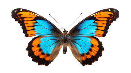 Fototapeta premium butterfly isolated on white background