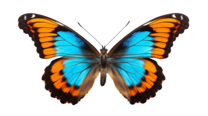 butterfly isolated on white background