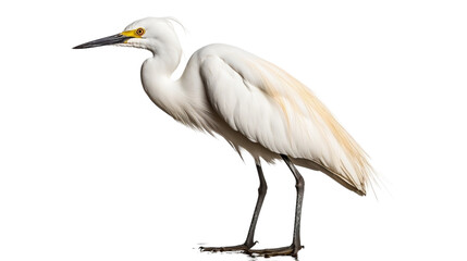 snowy egret isolated on white background