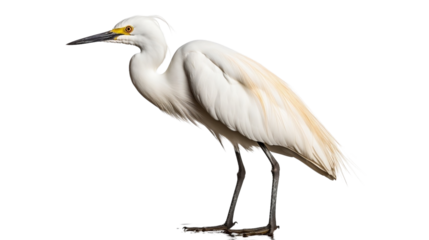 snowy egret isolated on white background