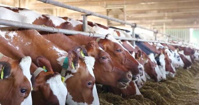Dairy farm simmental cattle, feeding cows in farm