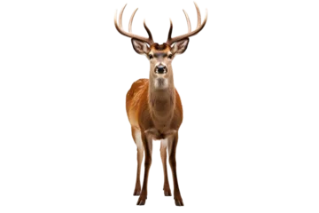 Crédence en verre imprimé Antilope deer isolated on white background