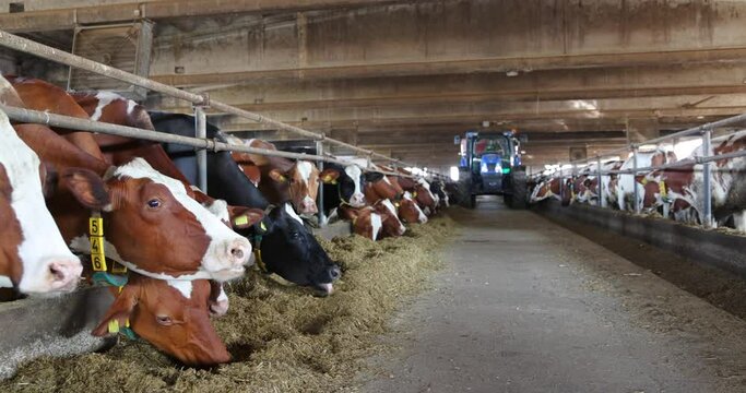 Dairy farm, tractor and feed mixer feeding cows in cowshed, moving in the middle of the barn, feeding one side and then the other