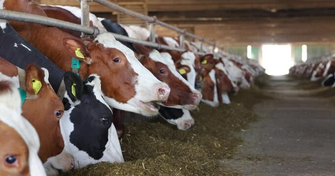 Dairy farm, feeding cows in cowshed