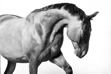Black and white studio portrait of expressive beautiful horse with black mane and tail