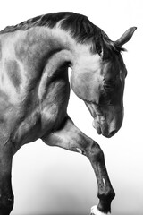 Fototapeta na wymiar Black and white studio portrait of expressive beautiful horse with black mane and tail