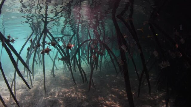 Dark shadows of a mangrove forest provide habitat for fish in Komodo National Park, Indonesia. Mangroves serve as vital nursery areas for fish and invertebrates. They also reduce runoff from land.