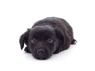 One black puppy.