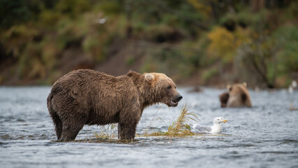 Obraz premium Grizzly bear, Brooks Camp, Katmai National Park, Alaska