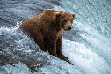 Grizzly bear, Brooks Camp, Katmai National Park, Alaska

