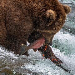 Grizzly bear, Brooks Camp, Katmai National Park, Alaska

