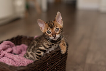 A cute Bengal cat sits in a wicker brown basket and looks at the camera with huge eyes. pets